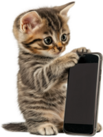 A kitten holding a cell phone in its paws png