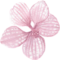 Violet orchid with stripes that is drawn and painted by hand in watercolor fine art style png
