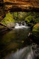 Stream flowing under fallen tree trunk in forest photo