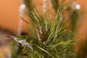 Closeup of pine tree branch with new growth, bokeh background. photo