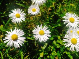 Vibrant daisies burst forth in a sundrenched meadow, their bright white petals contrasting beautifully against the lush green foliage. photo