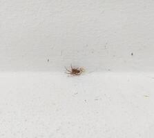 A brown spider on a textured white wall, seen in closeup. Symbolizing fear, home pests, or nature, its ideal for articles about insects or phobias. photo