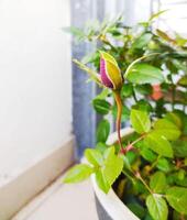 Closeup of a rose bud, symbolizing potential, growth, and new beginnings. Perfect for projects related to gardening, beauty, nature, and positive concepts. photo