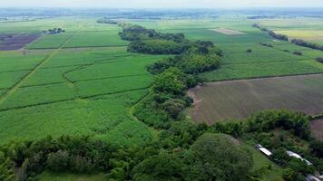 Aerial drone view of agricultural fields along a river surrounded by trees and green vegetation video