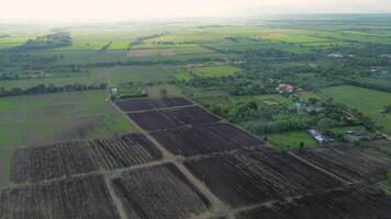 Aerial drone view of fertile agricultural land with sugarcane fields in Valle del Cauca region of Colombia video
