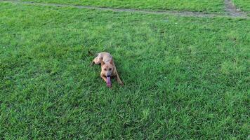 Panting Dog Resting in Park, Aerial Drone View of Tired Happy Canine video