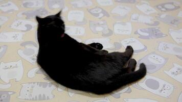 A black cat is lying comfortably on the floor, relaxed and content, its sleek fur blending with the surrounding calm video