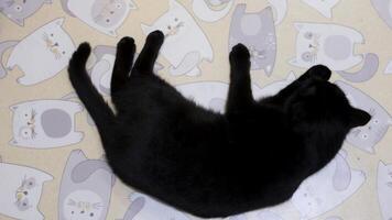 A black cat is lying comfortably on the floor, relaxed and content, its sleek fur blending with the surrounding calm ambiance of the room video