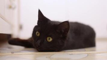 black cat is lying comfortably on the floor, relaxed and content, its sleek fur blending with the surrounding calm ambiance of the room video
