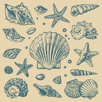Nautical themed sketch with seashells and starfish elements vector