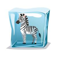 Zebra in the ice cube vector