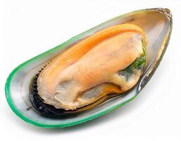 Fresh Green Lipped Mussel in Shell Close up Studio Shot Isolated on White Background photo