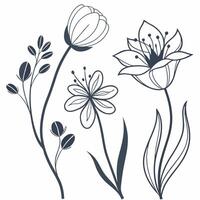 clean and elegant illustration featuring a collection of stylized floral elements rendered in a minimalist line art style vector