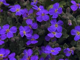 aubrietta during spring flowering. a charming plant that spreads a colorful carpet on the ground. photo