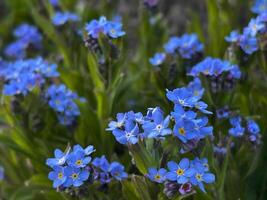 Blue forget-me-nots in spring bloom - the delicate beauty of nature, awakening with the first warmth. photo