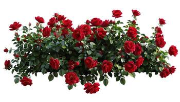 A red rose bush in full bloom stands tall showing the beauty of nature and love. Isolate on white background. photo