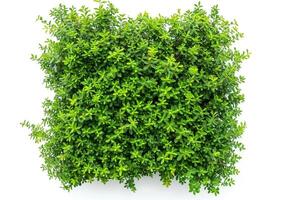 Square shape of green shrub top view isolated on white background photo