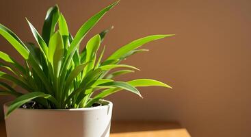 A potted plant on a table in front of a wall photo