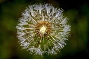 Closeup of a dandelion seed head with intricate white seeds against a soft green background photo