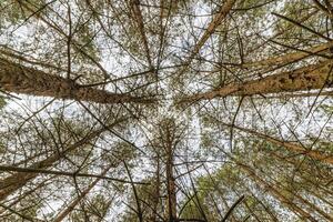 Looking up at tall pine trees in a dense forest, with branches against the sky. photo