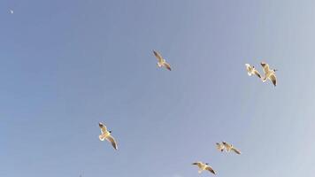 Seagull Soaring and Flying in the Sky video