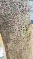 A tree with red spots on it photo