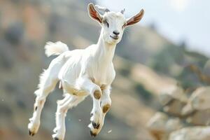 Baby goat is jumping in the air photo
