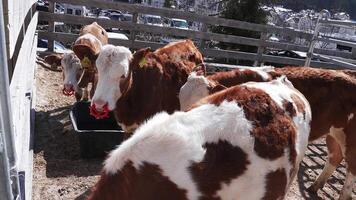 Brown and white cows feed from troughs in a fenced area, surrounded by trees and distant structures under bright sunlight in a rural setting. video