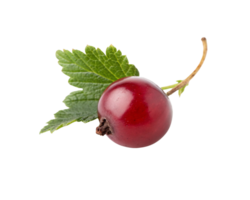 A red curranberry with leaves on it png
