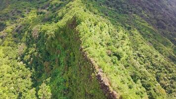 Sweeping aerial view of a lush tropical forest with dense greenery, rolling hills, and distant mountains on the Hawaiian islands of Oahu or Kauai. video
