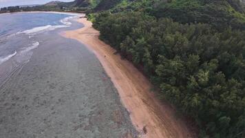 Dynamic aerial view of turquoise ocean waves crashing onto a sandy beach, lined with lush greenery and palm trees, on Oahu or Kauai in Hawaii. video
