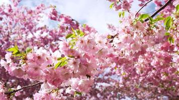 Pink cherry blossoms in full bloom with sunlight filtering through branches. The camera pans or tilts slightly, capturing intricate floral details. video
