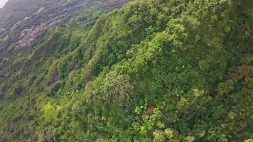 Slow sweeping drone flight over a lush tropical forest on Oahu or Kauai, showcasing dense greenery, colorful flowers, and distant structures. video