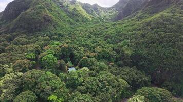 Smooth drone flight over lush forests, scattered homes, and a serene coastline with gentle waves and palm trees on the Hawaiian islands. video