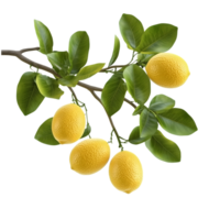 Branch with Lemons and Green Leaves on Transparent Background, Citrus Fruit png