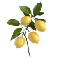 Lemon Branch with Leaves Isolated on Transparent Background, Ripe Yellow Citrus png