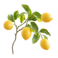 Vibrant Lemon Tree Branch with Ripe Yellow Fruits on Transparent Background png