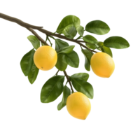 Lemon branch with leaves on transparent background studio shot rendering png