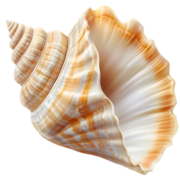 Seashell Spiraling Ivory and Amber Color with Transparent Background Design png