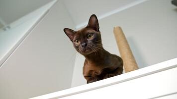 Portrait of a lovely kitten. Burmese cat sitting on a shelf at home and looking down with its large eyes. Purebred kitten. Close-up. video