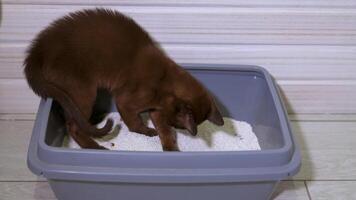 Charming burmese cat indoors. Funny pure-bred cat playing in a bowl with white sand. Domestic kitten in its basin. video