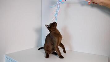 Adorable pet indoors. Purebred kitten playing with colorful ribbons. Amazing brown burmese cat playing at home. video