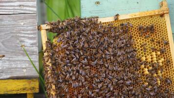 Bee family working on a wooden frame. Honey bees crawl on frame with honeycombs. Beekeeping process. Close-up. video