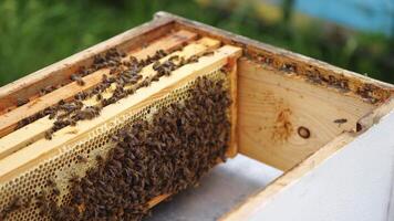 Opened beehives with wooden frames. Bees working together on a frame to pack honey with wax. Bee family inside the hive. video