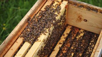 Open hive with bees. Honey bees crawl in an open hive on wooden honeycombs doing teamwork. Close-up. Beekeeping concept in agriculture. video