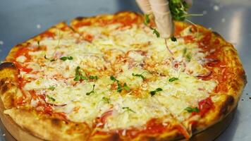 Cook decorates ready pizza. Chef's hand in glove is sprinking fresh green sprouts on a baked pizza in a restaurant. Close-up. video