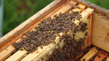 Busy bees working in a hive. Wooden beehive inside. Many honey bees crawling and packing organic honey on frames. Close-up. video
