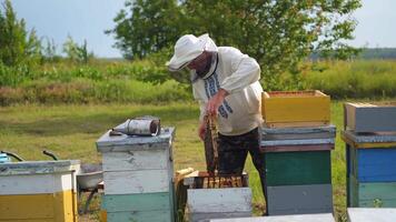 Apiculturist on a bees farm among nature. Beekeeper taking out frame full of bees and inspecting. Experienced apiarist looking after bees in summer. video