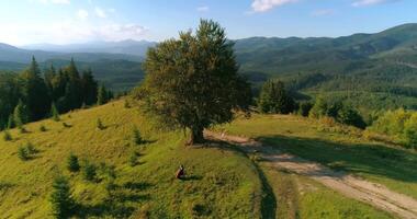 Musician near the green tree playing cello. Amazing nature background in mountainous area. Professional cellist with musical instrument on a hill. Top view. video