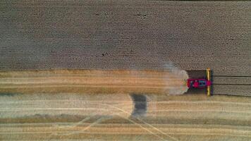 Field during seasonal works. Combine harvester gathering ripe crop on the field. Modern agricultural machinery in farmland. View from above. video